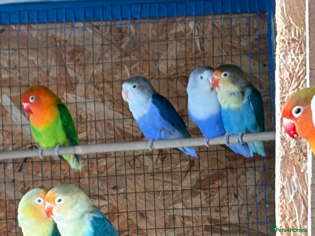 Lovebirds birds for sale: Colony of Fischer Lovebirds - Advert 10