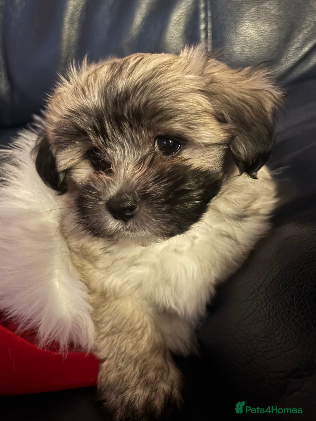 Maltipoo dogs for sale: Maltipoo - Advert 19