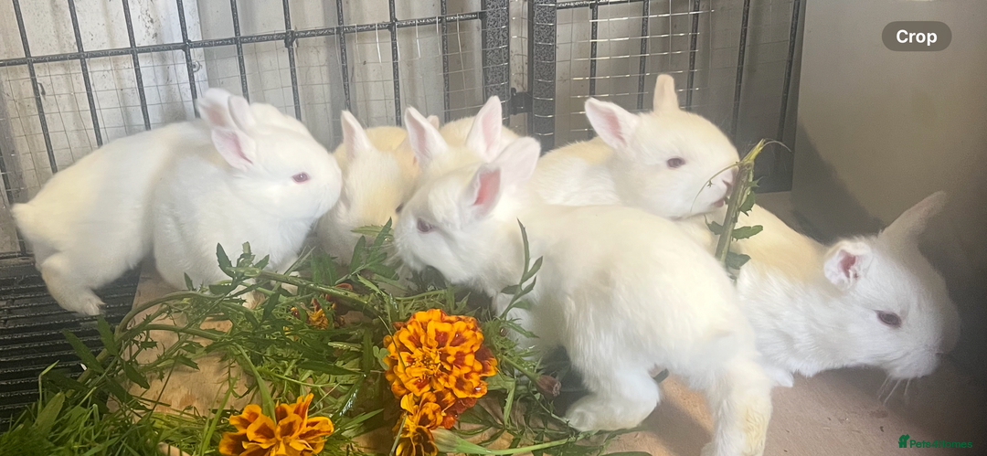 Mixed Breed rabbits for sale: New Zealand White Cross.  - Image 2