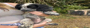 Sprocker 1