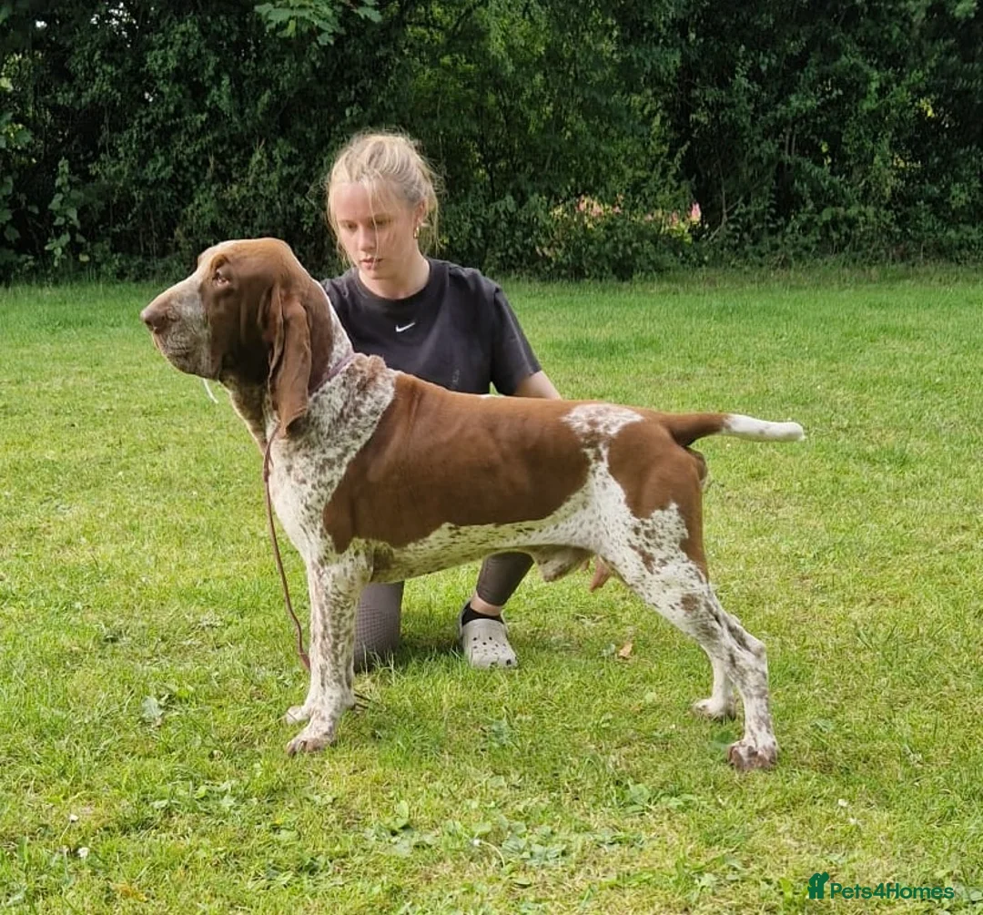 Bracco Italiano dogs for stud: Valentino Rossi Italian Import - Advert 6