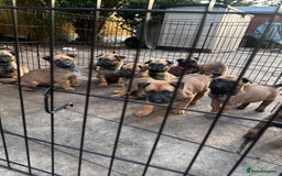 Belgian Shepherd Dog dogs for sale: Belgian malinois puppies - Image 1