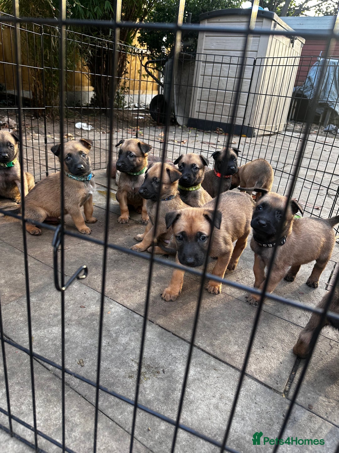 Belgian Shepherd Dog dogs for sale: Belgian malinois puppies - Image 1