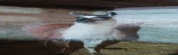 Llama livestock for sale: Male Entire Llama For Sale in Huddersfield - Advert 2