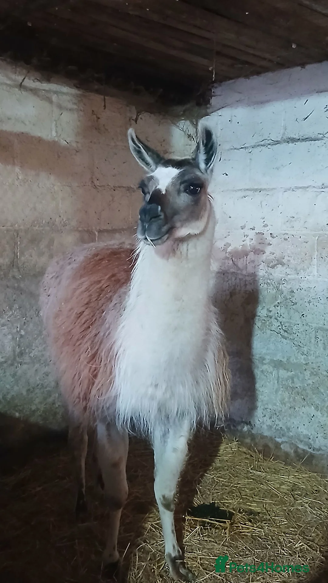 Llama livestock for sale: Male Entire Llama For Sale in Huddersfield - Advert 2