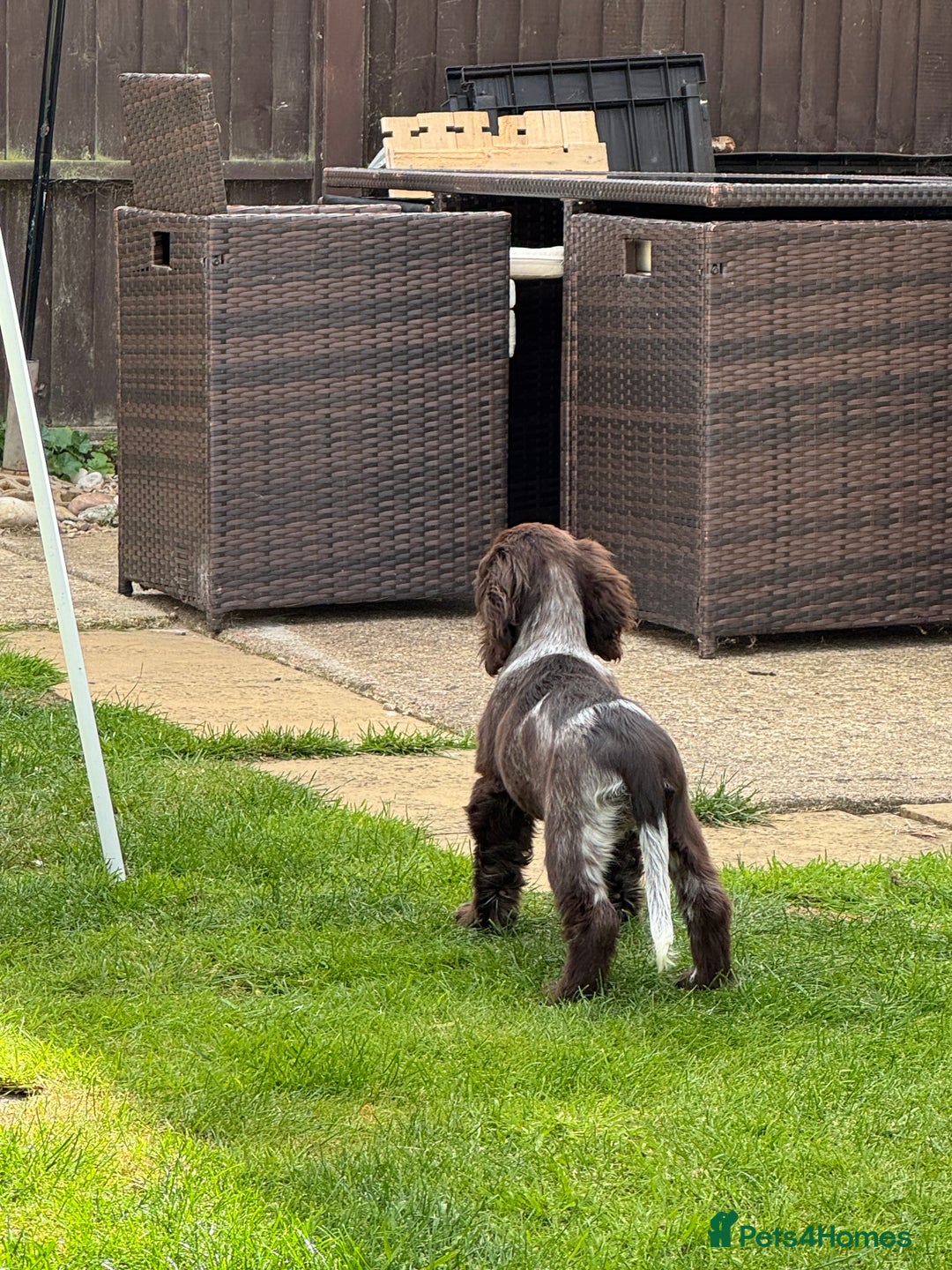 Cocker Spaniel dogs for sale: Cocker Spaniel - 1 Remaining! - Image 4