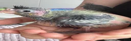 Cockatiels birds for sale: Adorable hand reared cockatiels  in Swindon - Advert 7