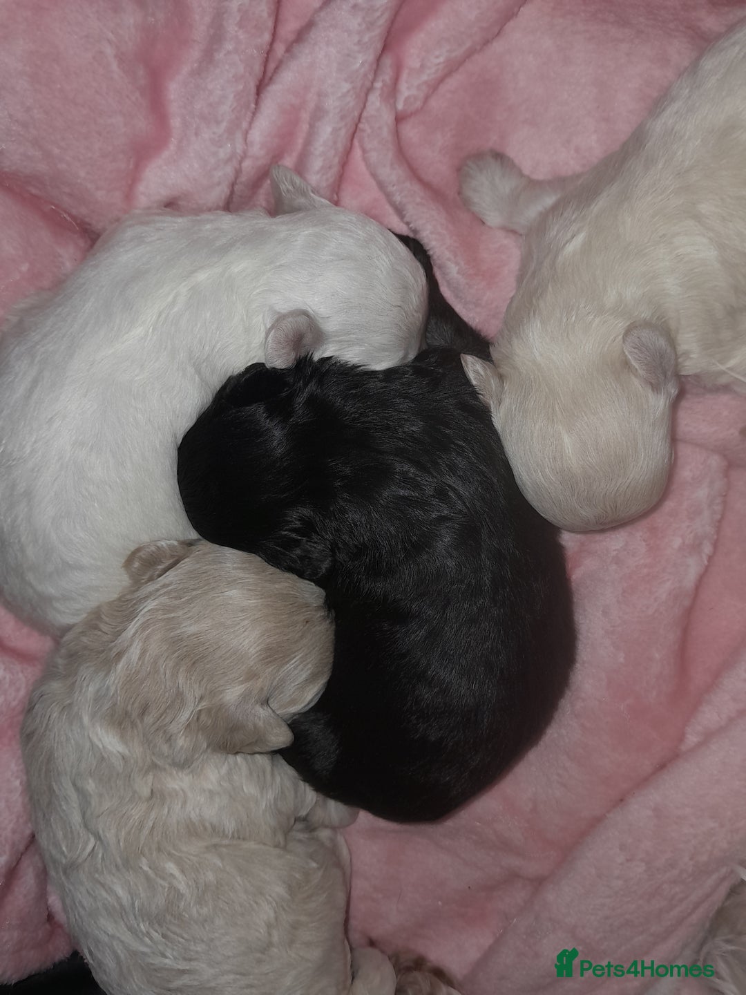 Maltipoo dogs for sale: F1 Health Tested Toy Maltipoos Ready in December - Image 1