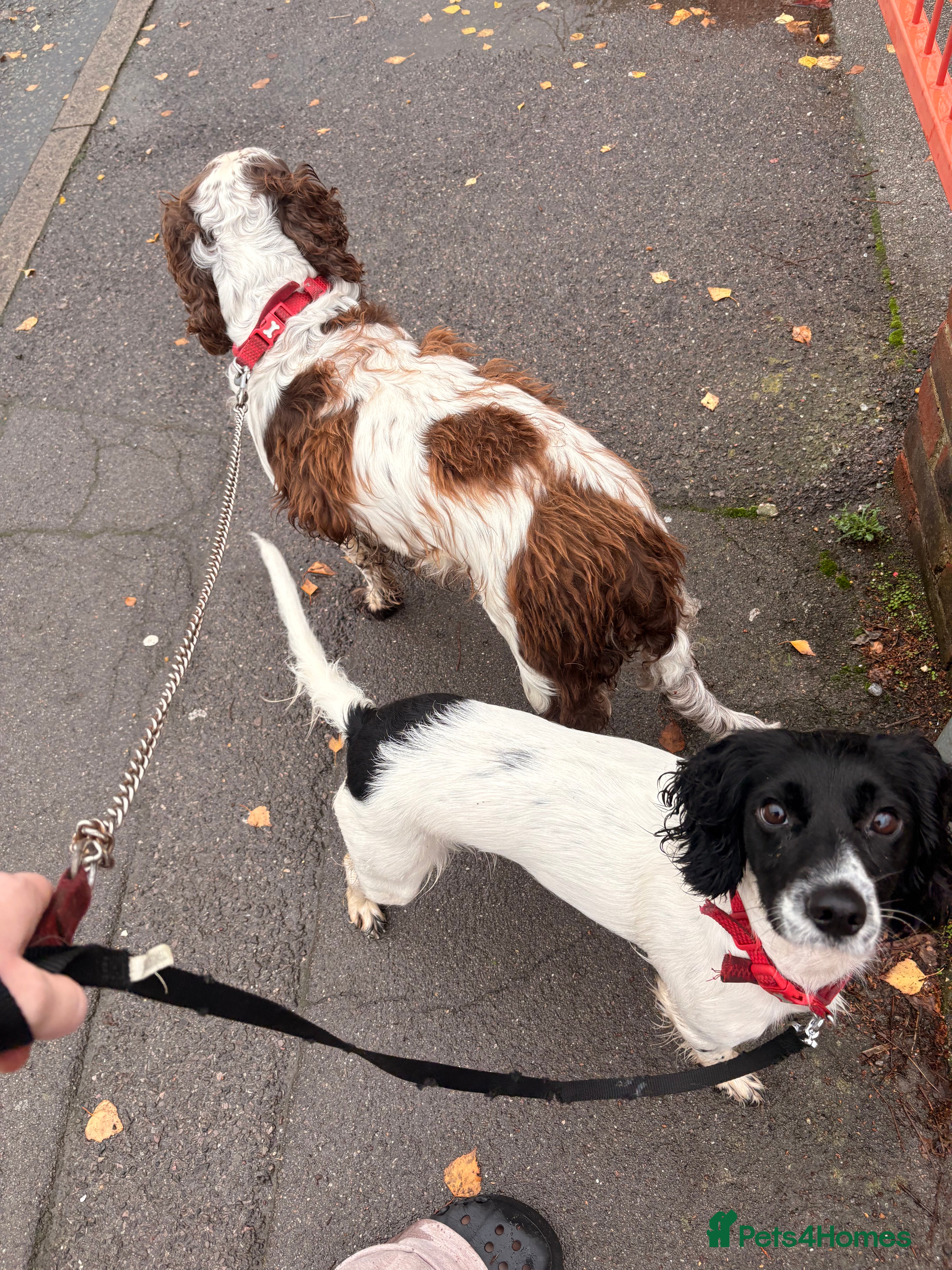 Sprocker dogs Sprocker puppies for sale  - Advert 2