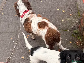 Sprocker dogs Sprocker puppies for sale - Advert 2