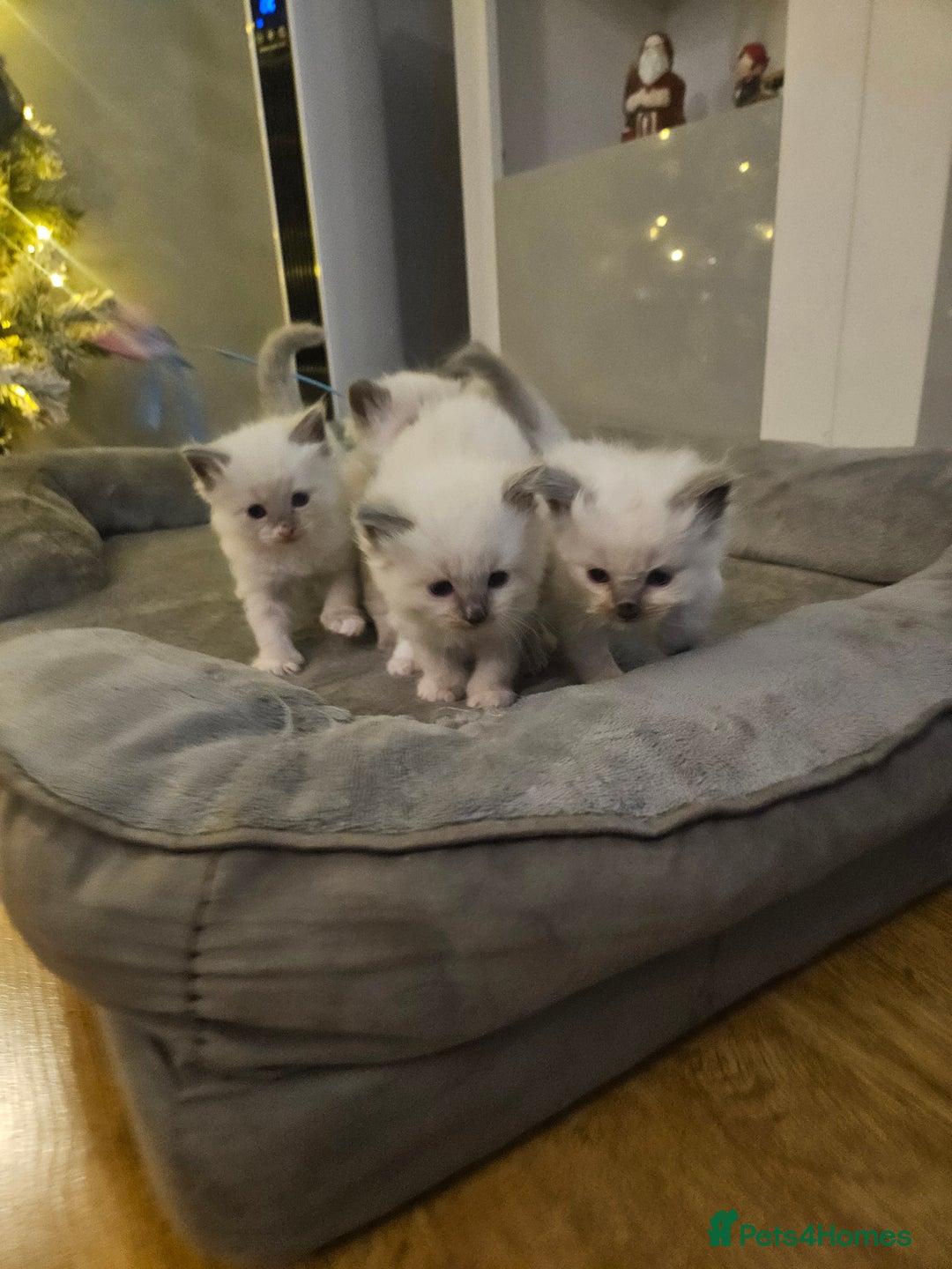 Ragdoll cats for sale: Baby girl and boy ragdoll kittens - Advert 19