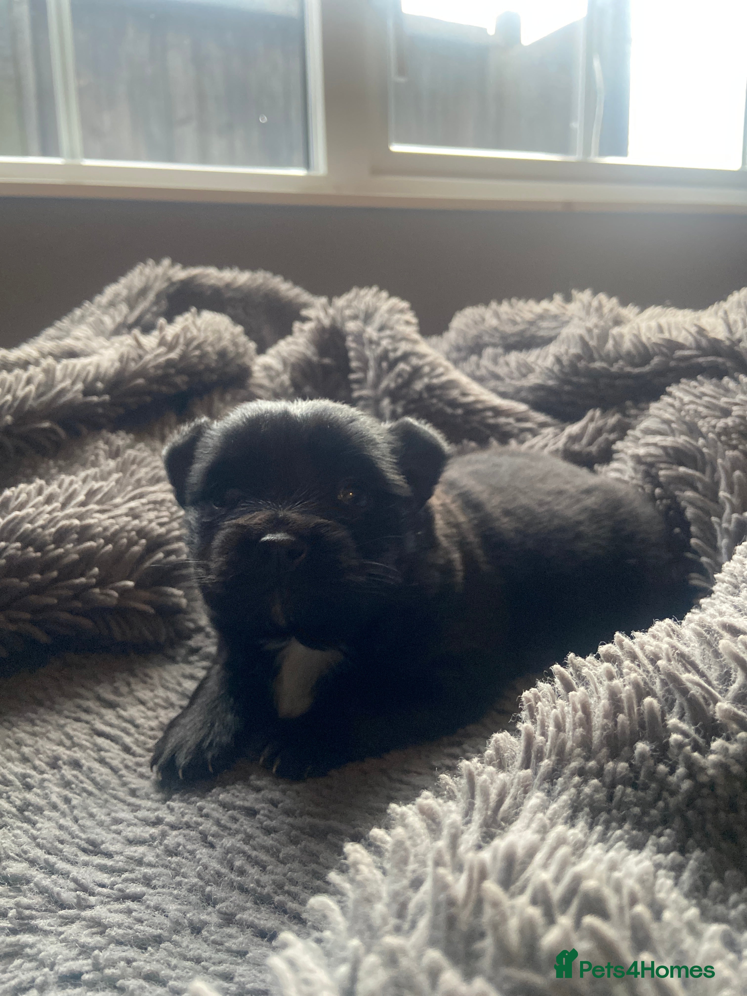 Mixed Breed dogs Beautiful little jackaranian girl - Advert 1