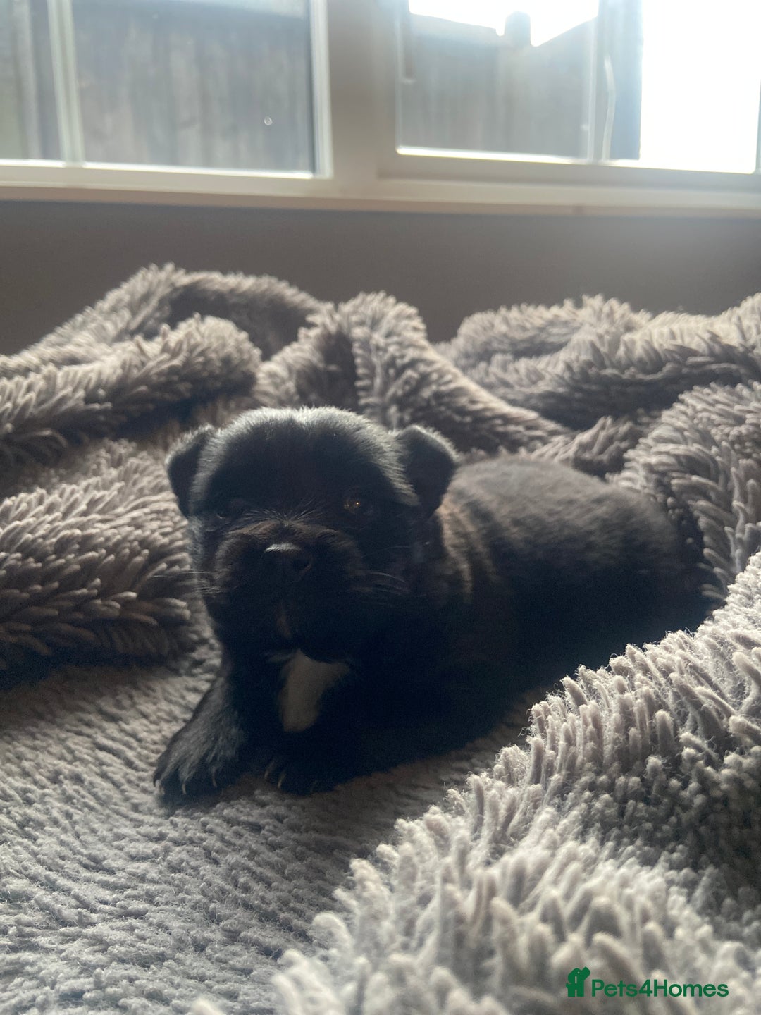 Mixed Breed dogs for sale: Beautiful little jackaranian girl - Advert 1