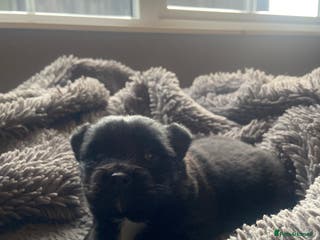 Mixed Breed dogs Beautiful little jackaranian girl - Advert 1