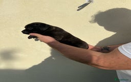 Staffordshire Bull Terrier dogs for sale: Gorgeous black brindle Staffy pups KC - Image 14