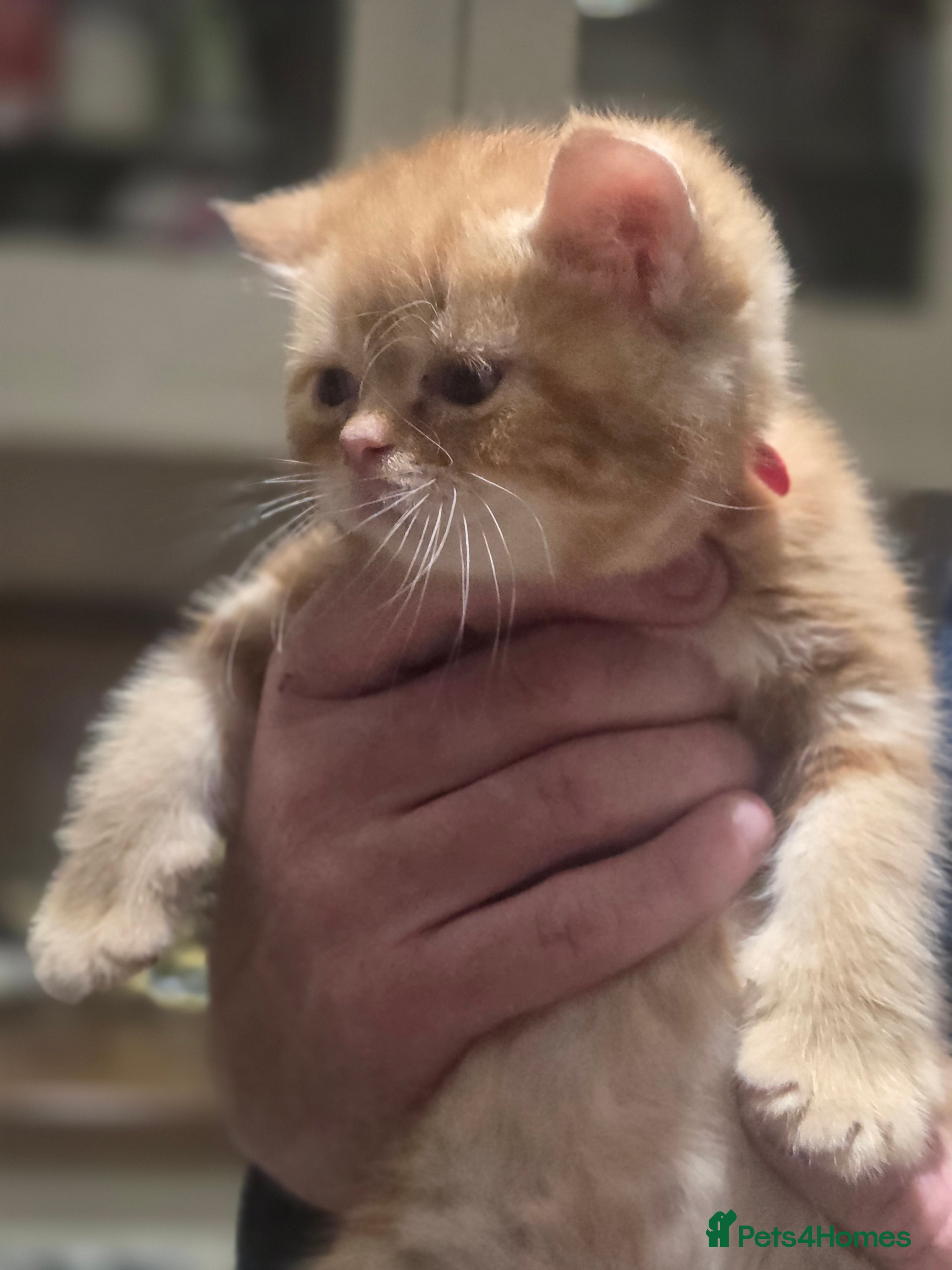 Persian cats for sale: Persian Cross tabby kittens for sale  in Warminster - Advert 19