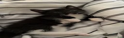 Domestic Shorthair cats for sale: Mixed litter of kittens - Advert 10