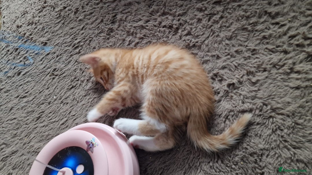 Mixed Breed cats for sale:  Kittens for Sale  - Advert 5