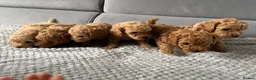 Poochon dogs for sale: F1B PUPPIES POOCHON CROSS TOY POODLE in Swansea - Advert 6