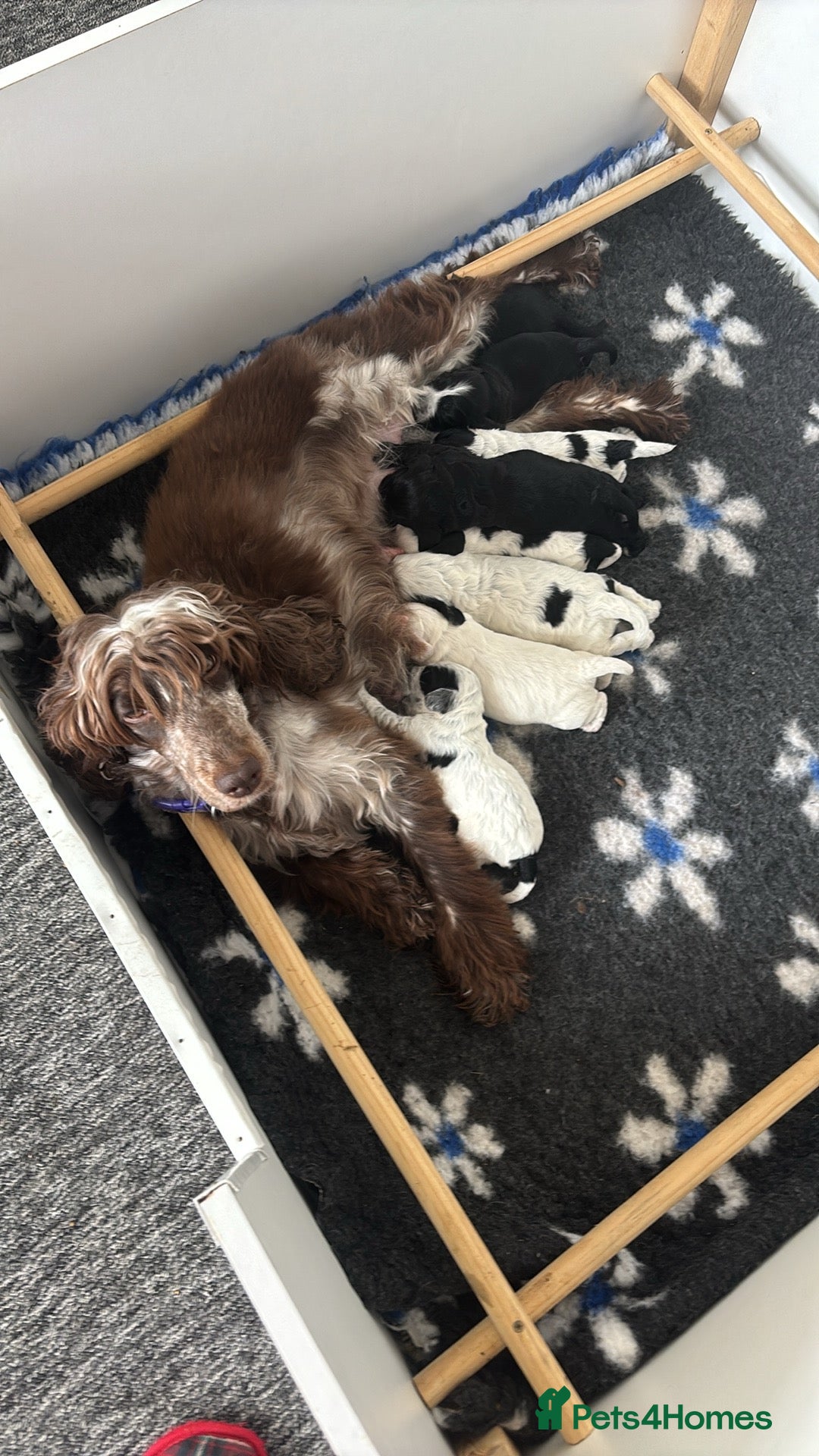 Cockapoo dogs for sale: Ready now beautiful litter F1B cockapoo puppies  in Leicester - Image 15