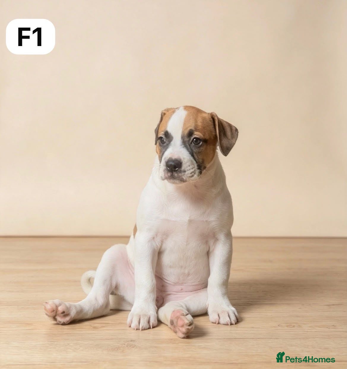 American Bulldog dogs American Bulldog Puppies - Advert 7