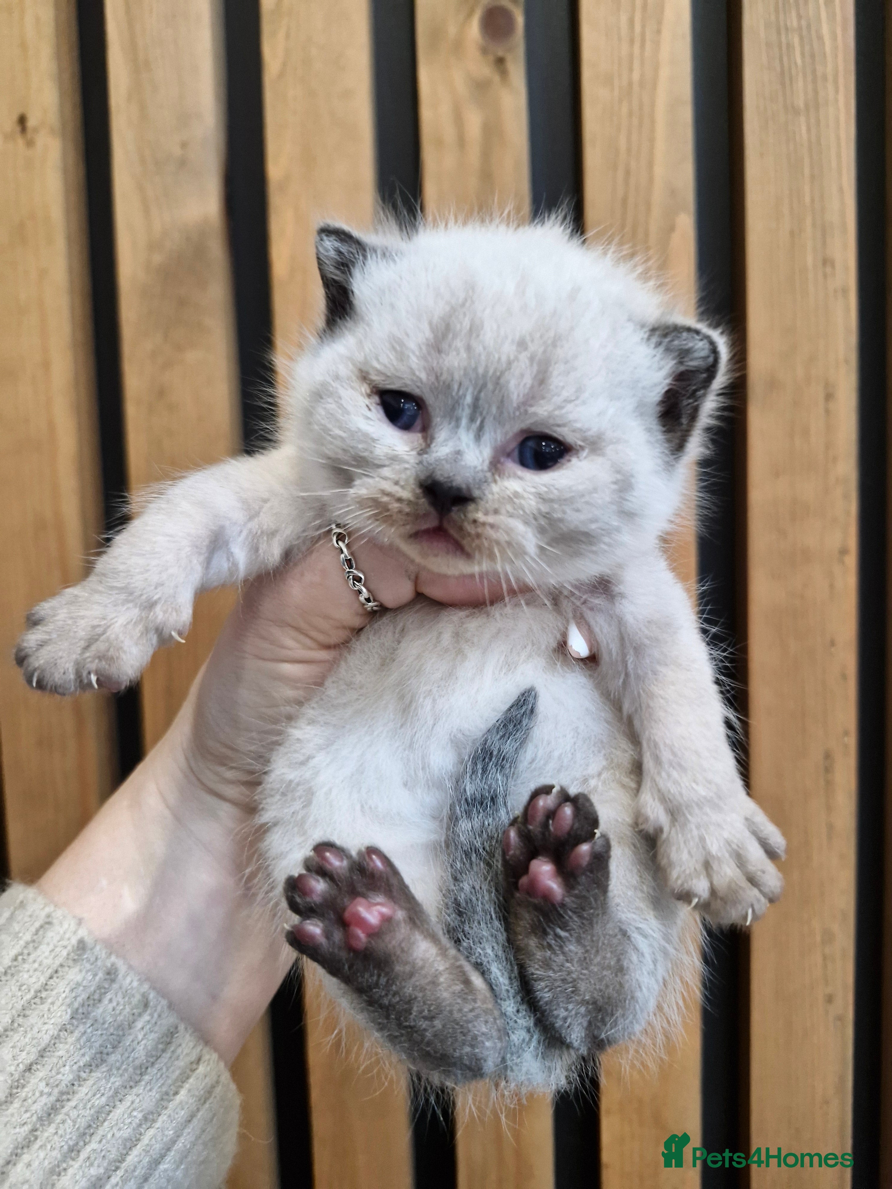 British Shorthair cats GCCF registered British shorthair and longhair - Advert 3