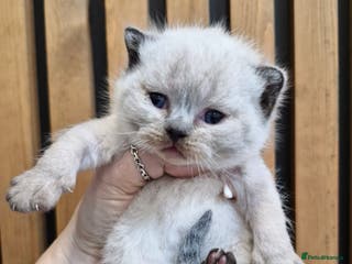 British Shorthair cats GCCF registered British shorthair and longhair - Advert 3