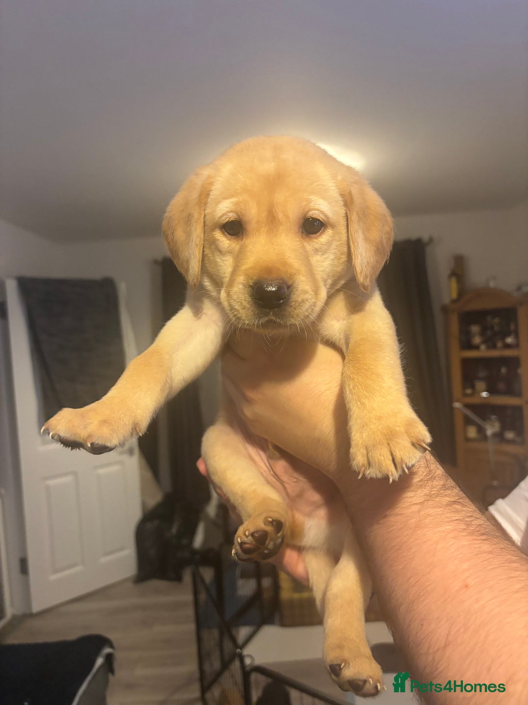 Labrador Retriever dogs for sale: Labrador Puppies  - Image 7