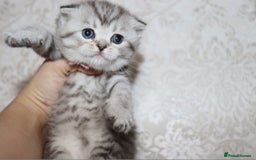 Scottish Fold cats for sale: TICA registered females 😸😽🐱 - Image 11