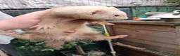 Ferret rodents for sale: Four sandy hobs - Advert 4