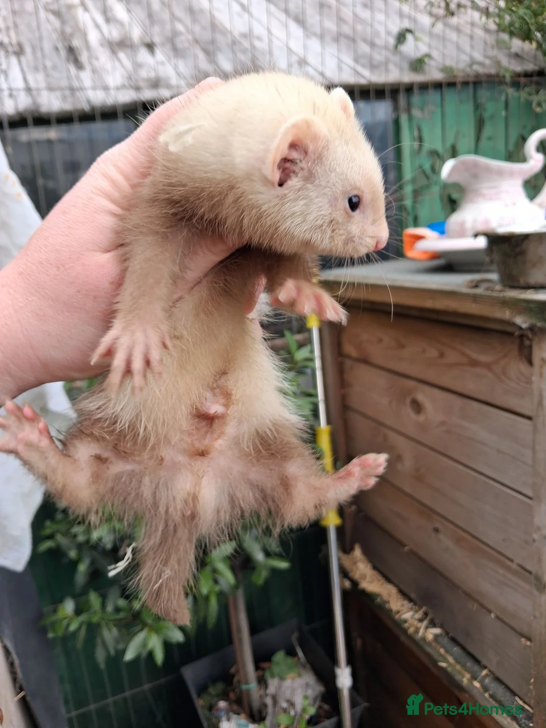 Ferret rodents for sale: Four sandy hobs - Advert 4