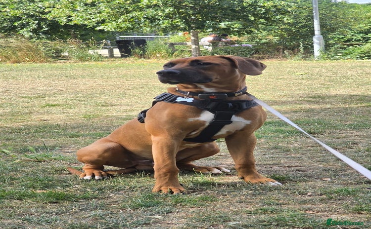 Mixed Breed dogs - Advert 1