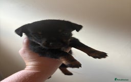 Mixed Breed dogs for sale: Yorkshire terrier x jack Russel *READY NEXT WEEK* - Image 15