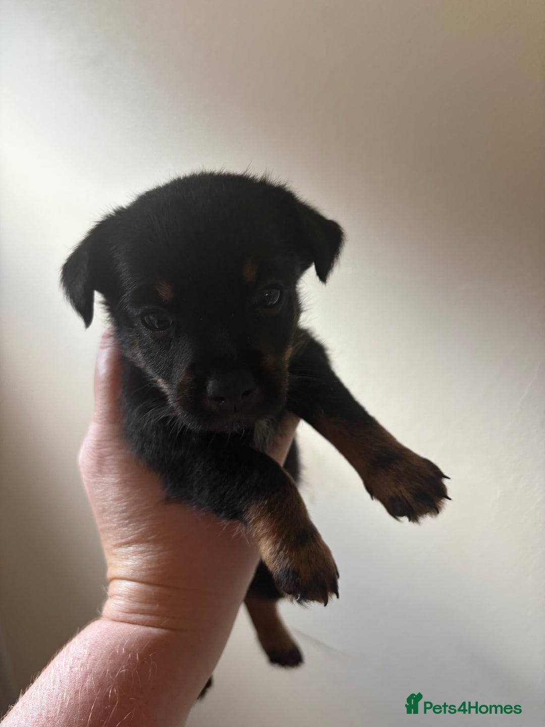 Mixed Breed dogs for sale: Yorkshire terrier x jack Russel *READY NEXT WEEK* - Image 15