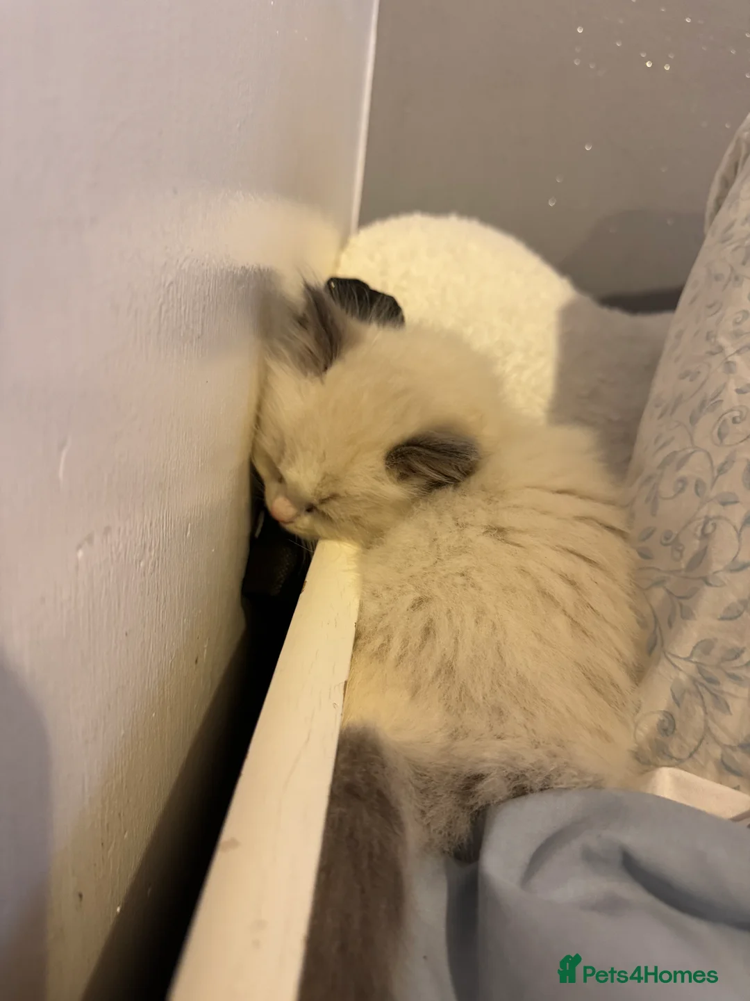 Ragdoll cats for sale: Adorable Pure Breed Ragdoll Kittens ❤️ - Advert 9