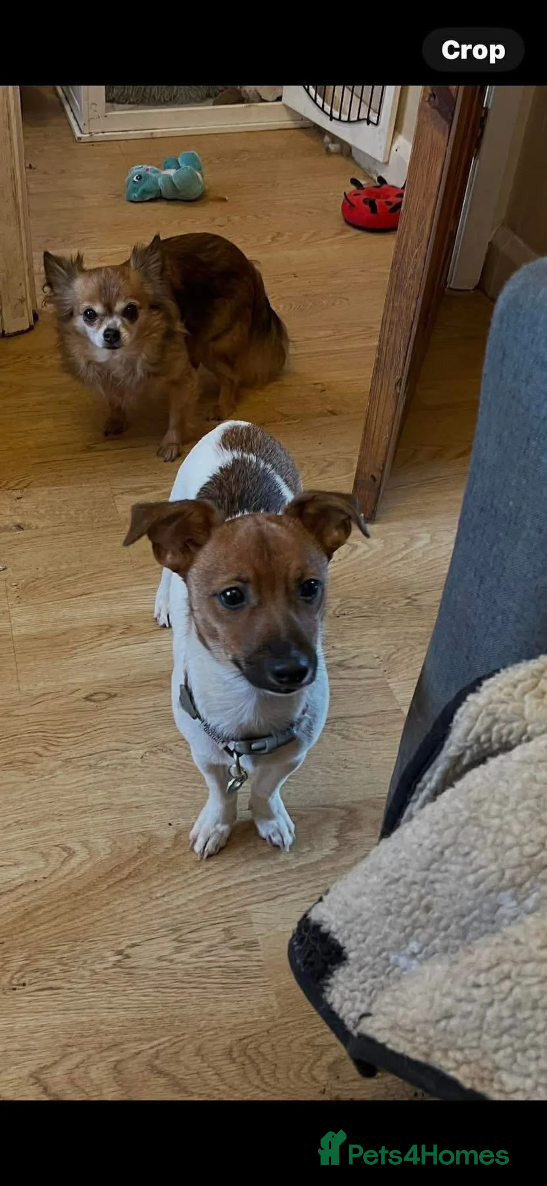 Jack Russell dogs for adoption: Spice - Hingham norfolk - Advert 8