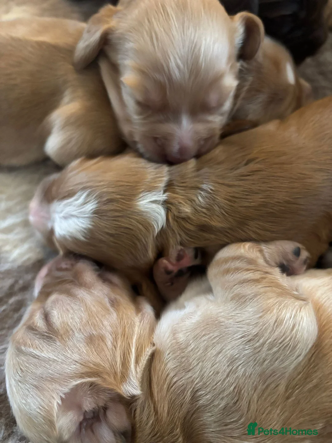 Sprocker dogs for sale: 🍯 stunning litter of sprocker pups 🍯 - Advert 7