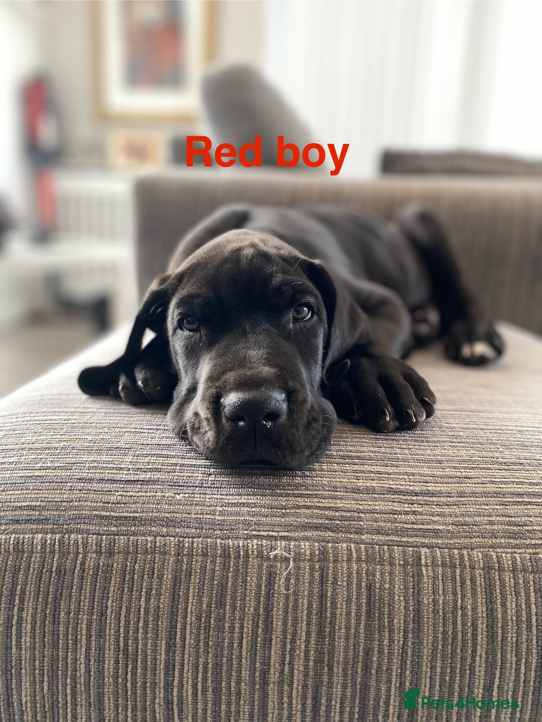 Great Dane dogs for sale: Gorgeous Black Great Dane Puppies - Image 6