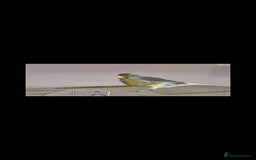 Canaries birds for sale: Two Canary Birds for sale, £20 each - Image 21