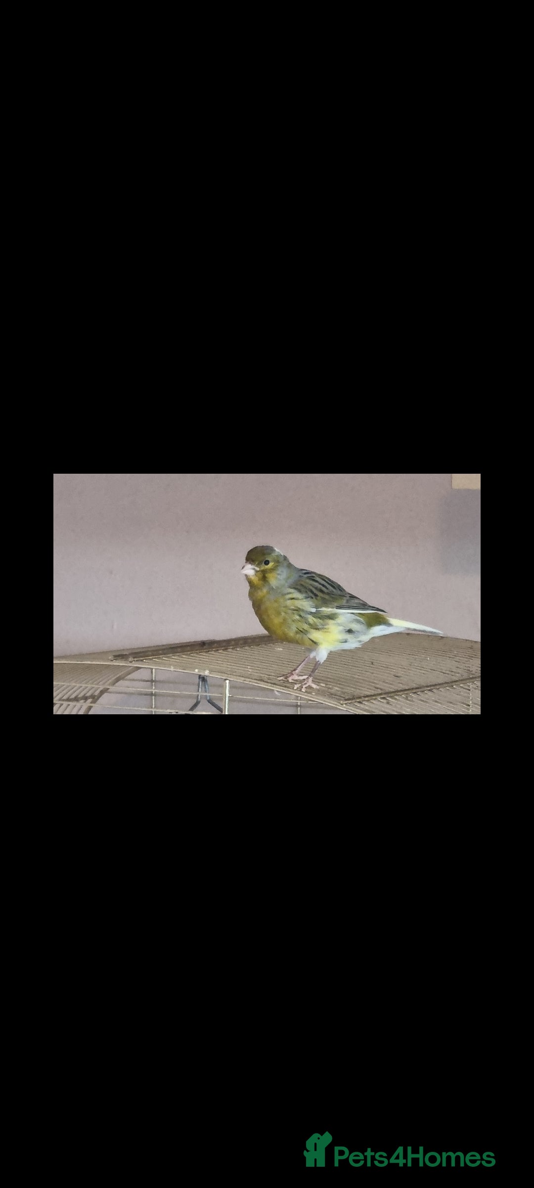 Canaries birds for sale: Two Canary Birds for sale, £20 each - Image 21