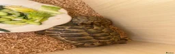 Tortoise reptiles for sale: Greek spur female tortoise with full set up  - Advert 1