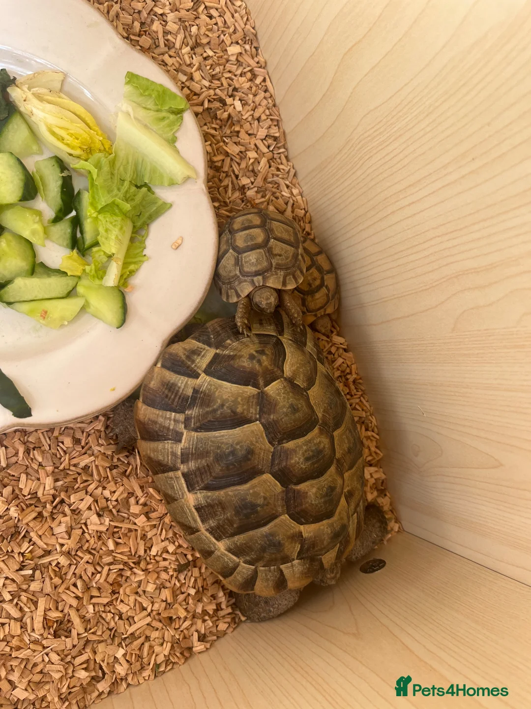 Tortoise reptiles for sale: Greek spur female tortoise with full set up  - Advert 1