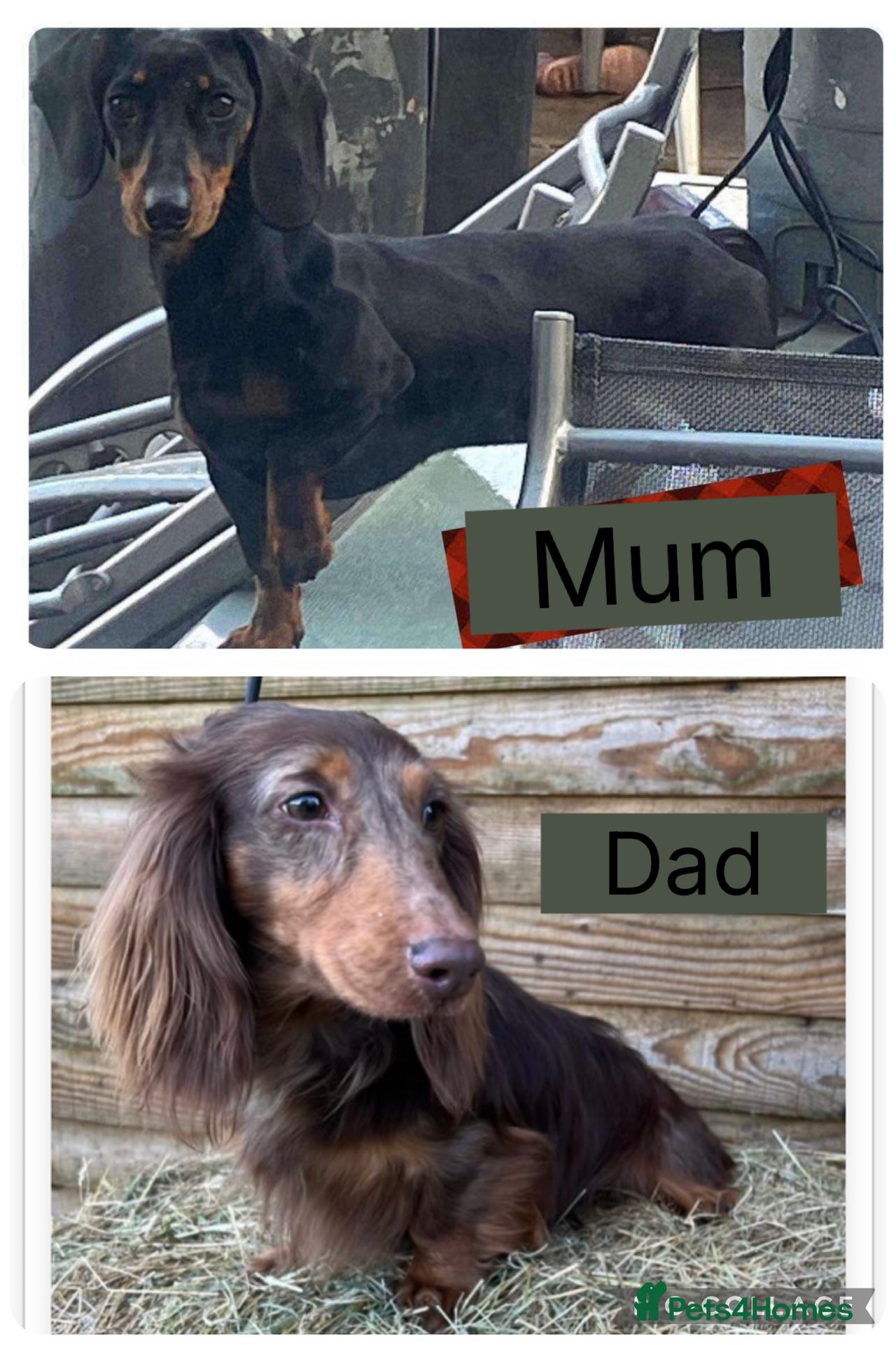 Miniature Dachshund dogs one girl miniature dachshund  - Advert 12