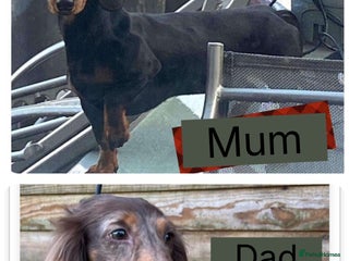 Miniature Dachshund dogs Miniature dachshunds all available - Advert 14