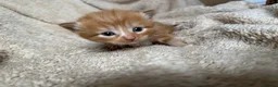 Mixed Breed cats for sale: 5 playful kittens for sale  in Chelmsford - Advert 16