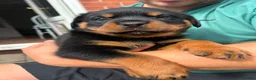 Rottweiler dogs for sale: 4 rottweiler boys  - Advert 13