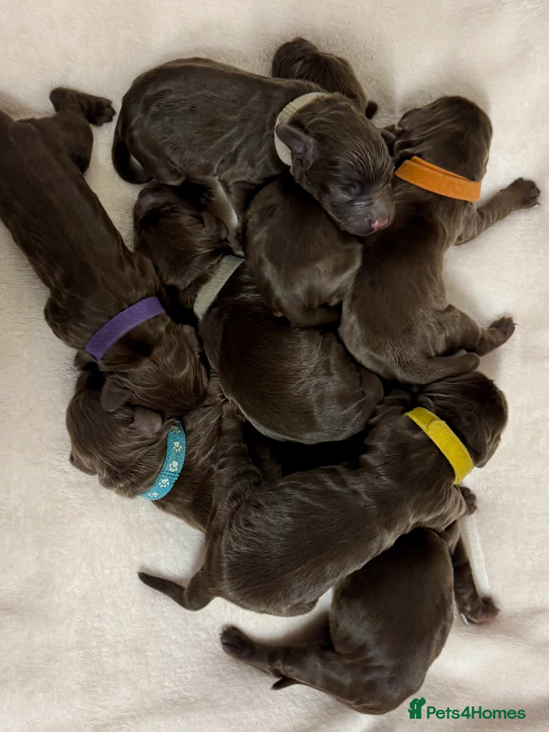 Cocker Spaniel dogs for sale: Kennel club registered  - Advert 9