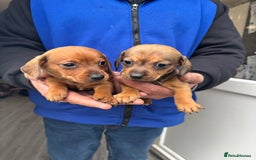 Mixed Breed dogs for sale: Minature Dacshund cross jack Russell  - Image 14