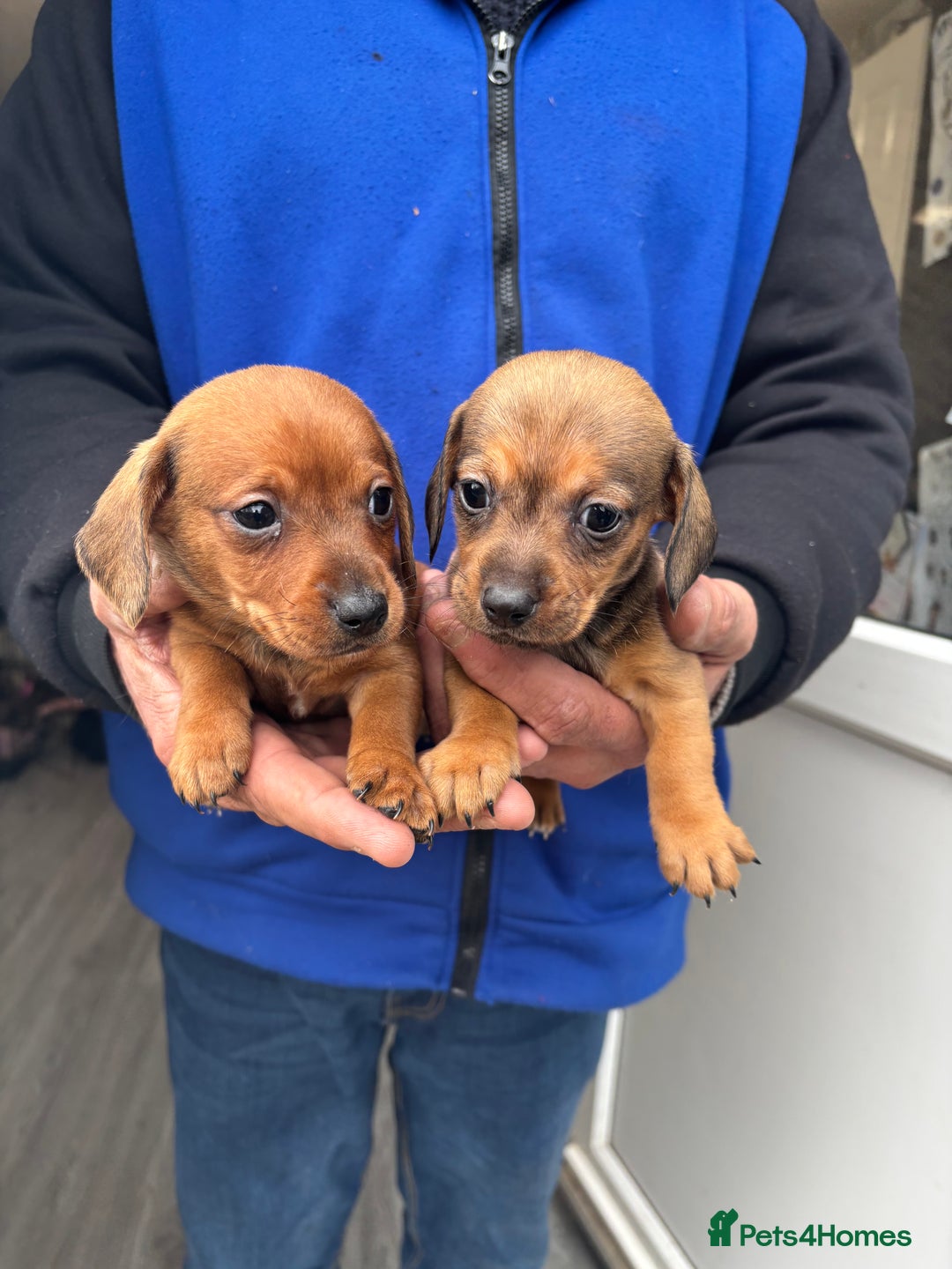Mixed Breed dogs for sale: Minature Dacshund cross jack Russell  - Image 14