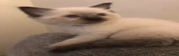 Ragdoll cats for sale: Beautiful ragdoll kitties  - Advert 12
